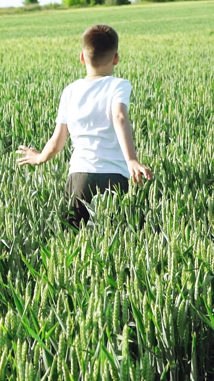 A boy with his back in a white t-shirt and gray pants is running and jumping in the field of wheat on the background of green spikelets in the summer. Slow motion Vertical video