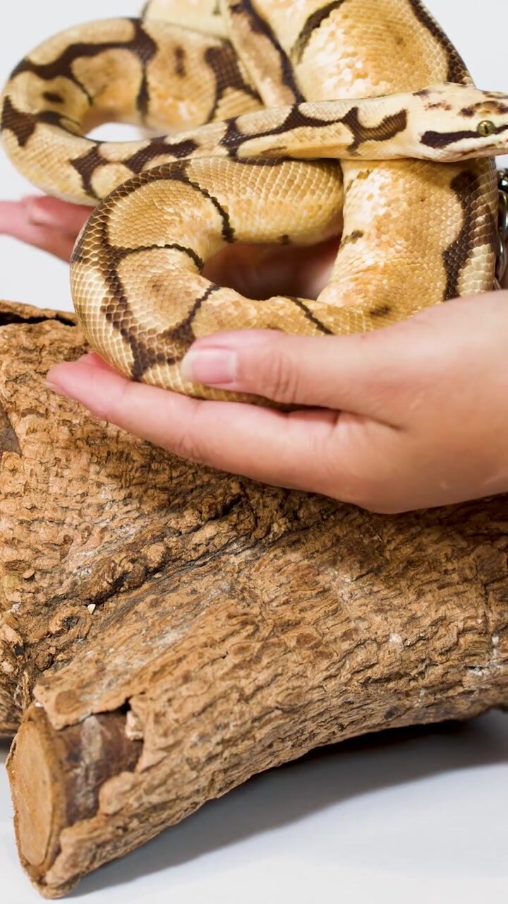 Ball python calmly handled by person on studio set with white background and soft lighting