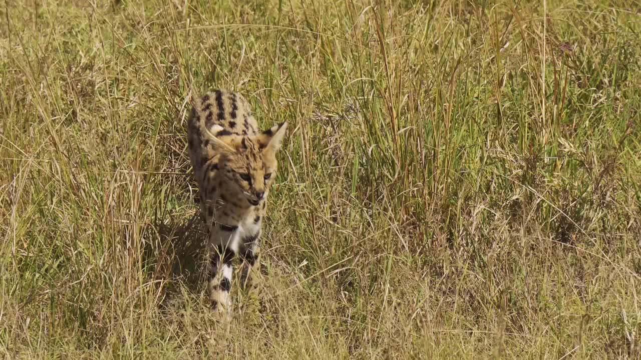 gato salvaje serval caza en hierba alta, cubierta baja, merodeo, vida silvestre africana en la reserva nacional de maasai mara, kenia, áfrica animales de safari en la reserva de masai mara norte