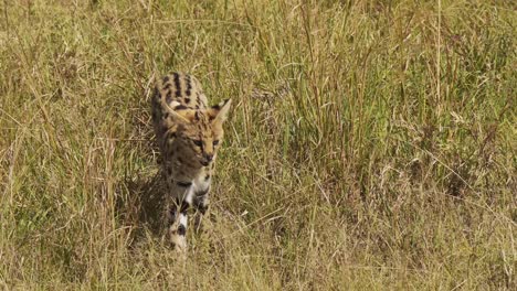 Serval-De-Gato-Salvaje-Cazando-En-Hierba-Alta,-Cobertura-Baja,-Merodeando,-Fauna-Africana-En-La-Reserva-Nacional-De-Masai-Mara,-Kenia,-Animales-De-Safari-De-áfrica-En-La-Conservación-Del-Norte-De-Masai-Mara