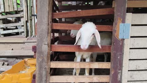 ovejas blancas en un corral de madera