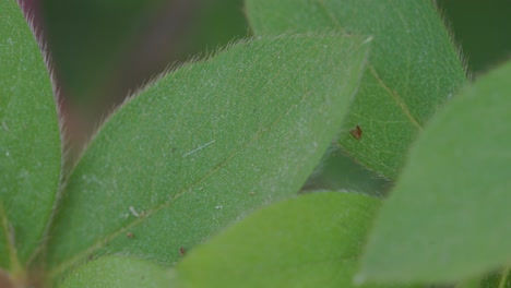 Grüne-Blätter-Mit-Pollen,-Die-Darauf-Liegen