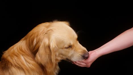 giving food to golden retriever on black background, gold labrador dog eating treats for animals from hand and sitting close up. shooting trained domestic pet in studio