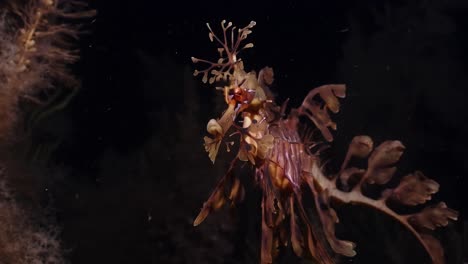 leafy sea dragons phycodurus eques feeding at night with eggs 4k 25fps slow motion