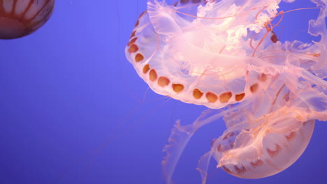 sea nettle jellyfish on blue background, close up