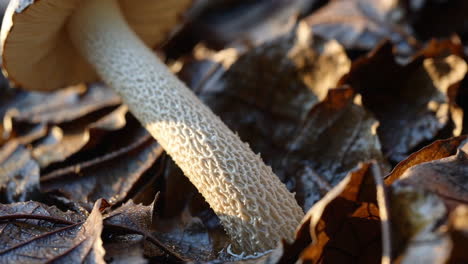 mushroom with textured stalk on forest floor