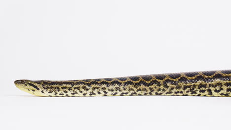 serpiente larga de anaconda amarilla sobre fondo blanco