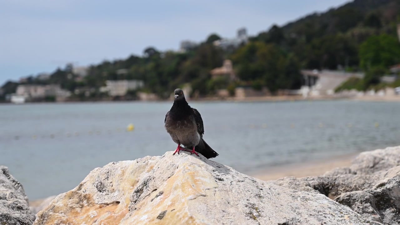 Un piccione appollaiato su rocce marine illuminate dal sole lungo il litorale di una spiaggia calma