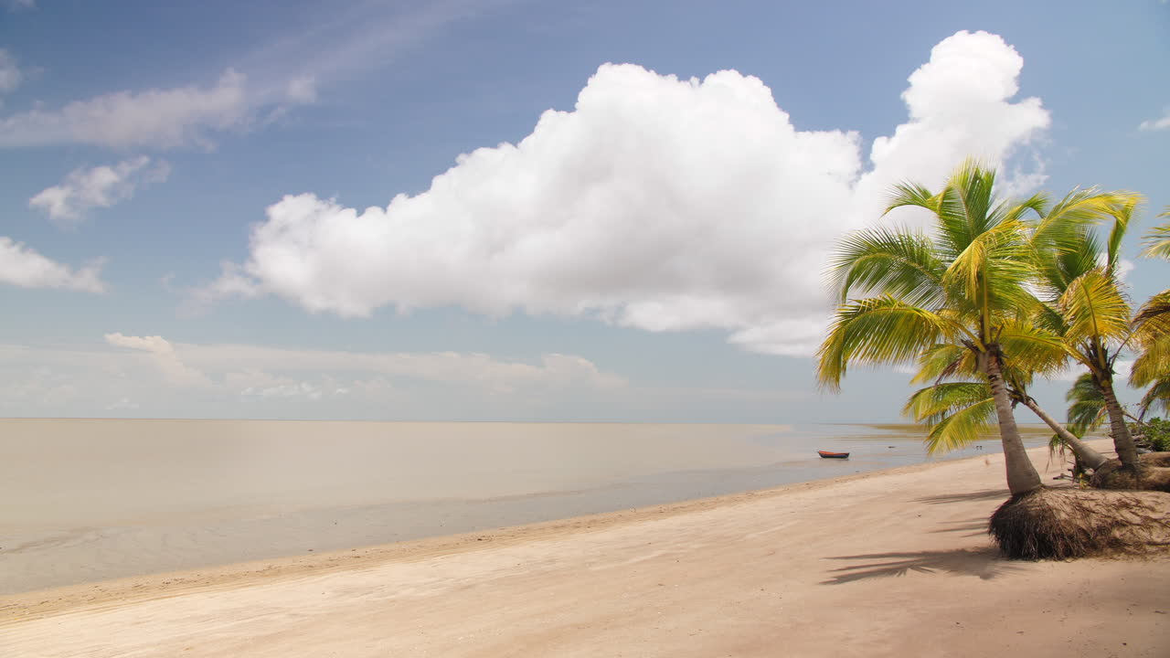 una foto fija de una playa con palmeras en awala yalimapo, guayana francesa.