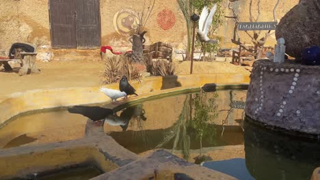 A-group-of-birds-around-a-fountain-eating-their-food-in-the-desert-of-pyramids,-Giza-in-Egypt,-close-up-shot,-static-shot