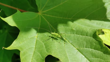 Grüne-Heuschrecke-Sitzt-Auf-Blatt,-Sommerszene,-Nahaufnahme