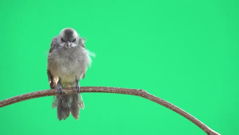 fledgling bulbul bird,front view .