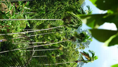 Exotic-palm-trees-and-forest-on-windy-sunny-day,-vertical-view