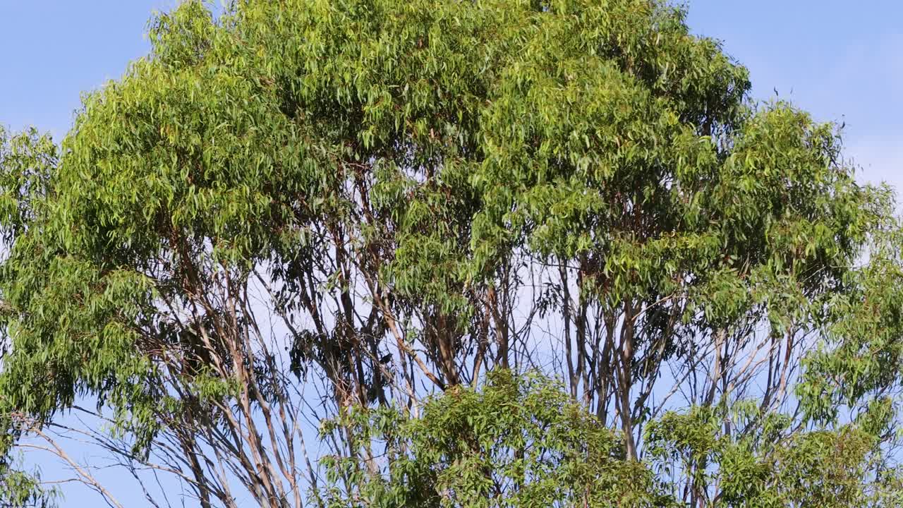 el lapso de tiempo de un árbol a través de diferentes estaciones