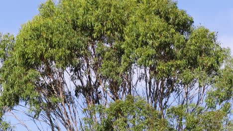Time-lapse of a tree through different seasons