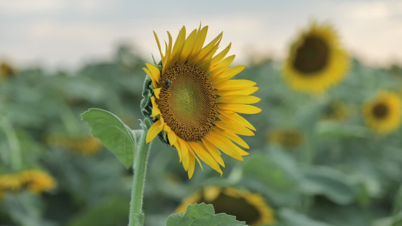 подсолнух, качающийся на ветру. ручная съемка, мелкий фокус