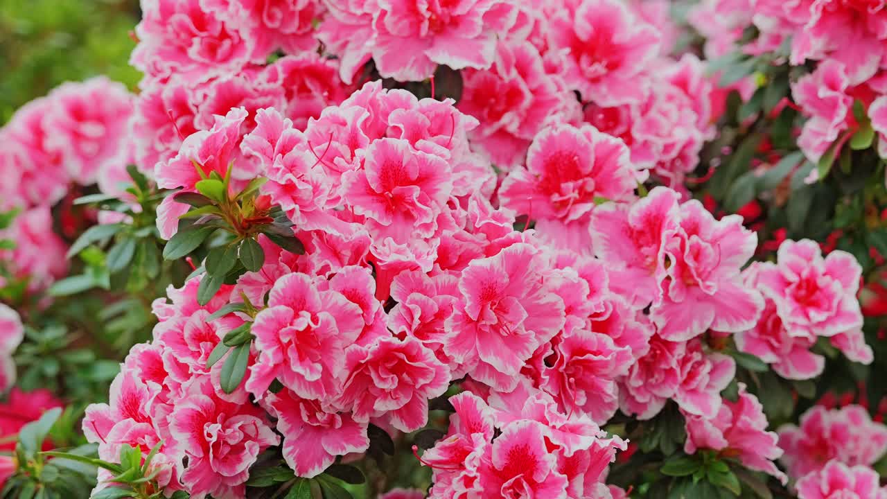 La luz nublada realza los ricos tonos rosados de las flores de rododendro en flor, Letonia.