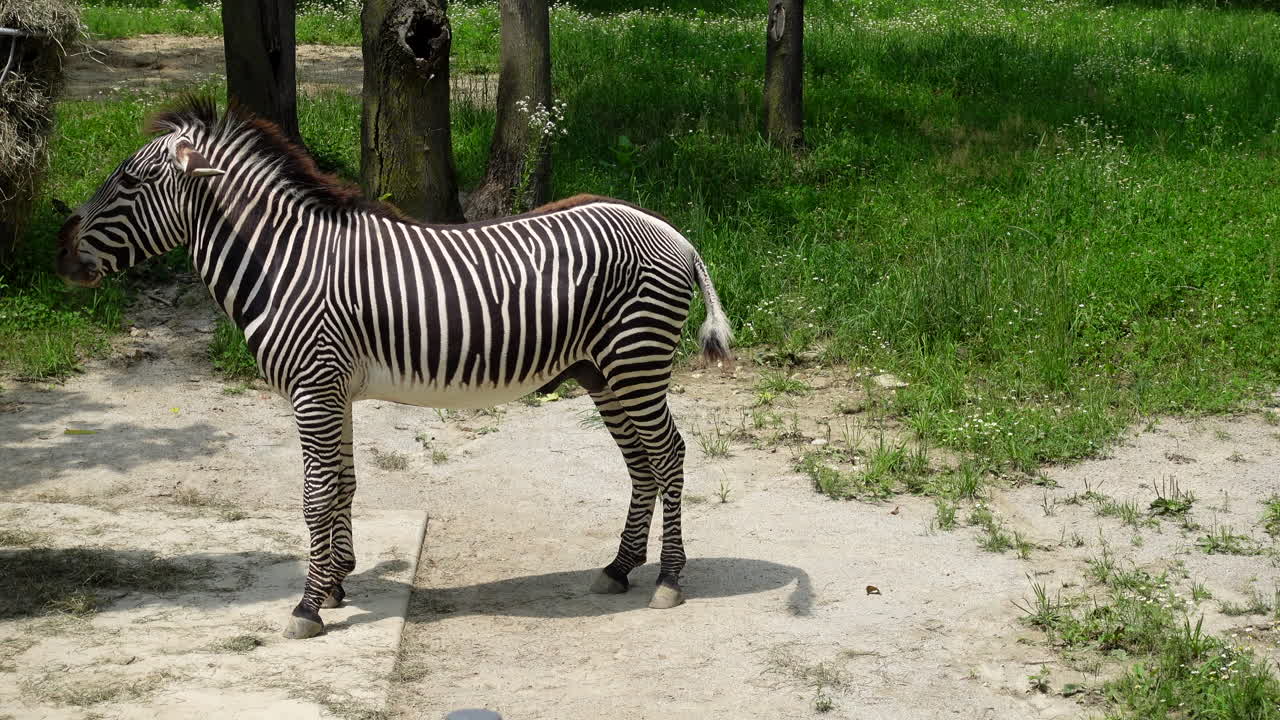 Standing Zebra eating in a field of grass on a sunny day