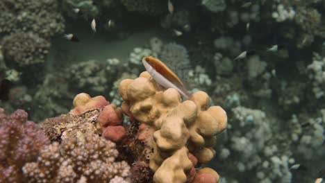 Kleiner-Fisch-Sitzt-Auf-Bunten-Korallen-In-4k