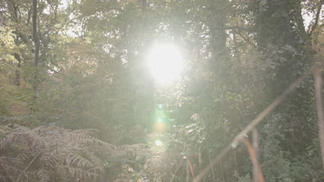 Ich-Schwenke-Vom-Herbstlichen-Waldboden-Nach-Oben,-Um-Zu-Sehen,-Wie-Die-Letzte-Abendsonne-Zwischen-Den-Bäumen-Durchscheint-–-Unbenotet