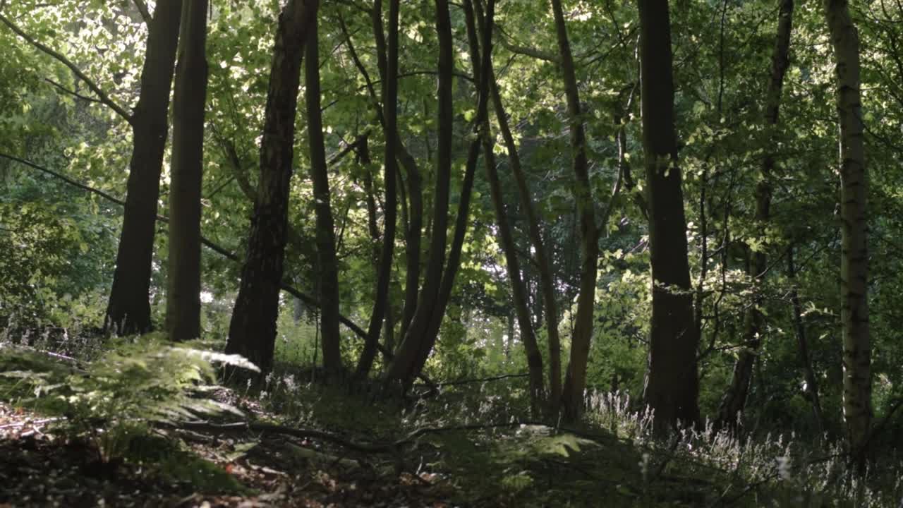 Bracken growing in English forest wide panning shot