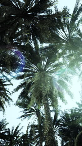 palm trees in the sun
