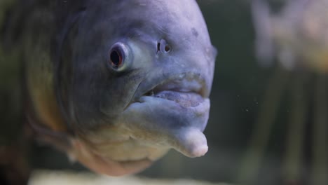 Piranha---Colossoma-macropomum-close-up.