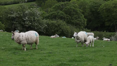 Grasende-Schafe-Mit-Lämmern.-Wales.-Vereinigtes-Königreich