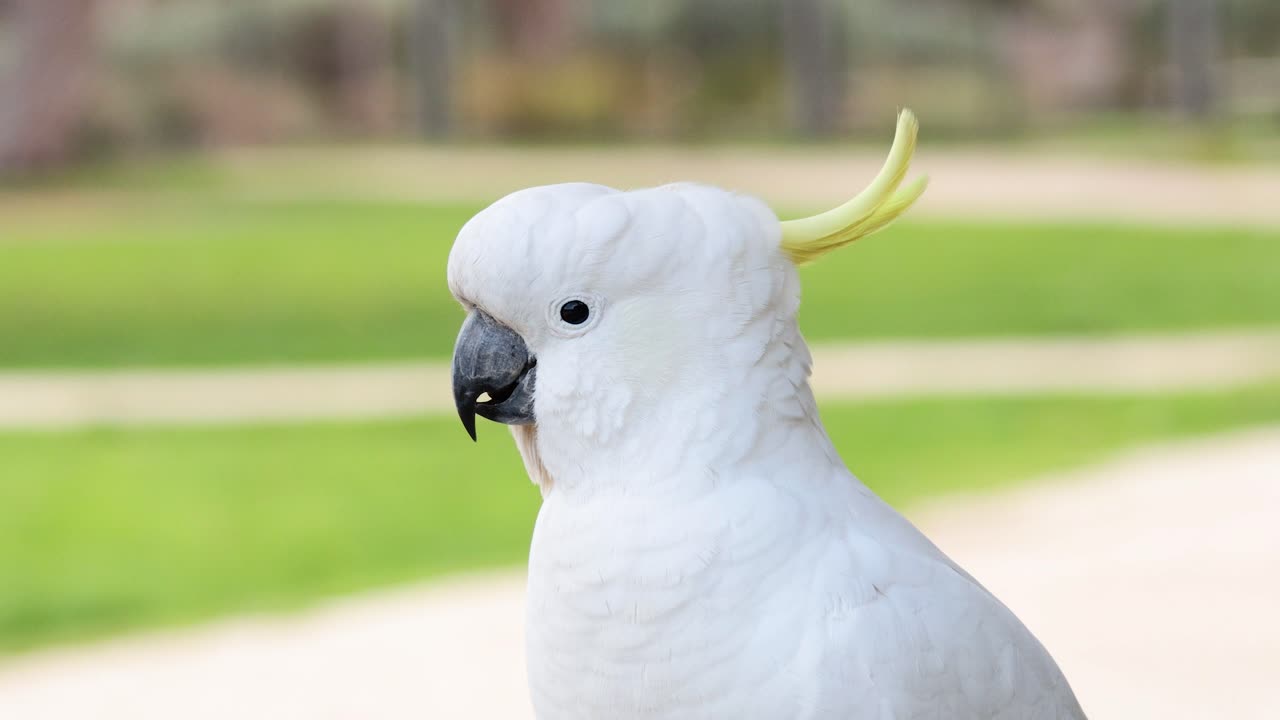 una cacatúa mirando alrededor en un parque