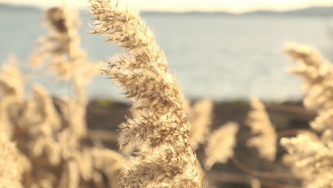 Schöne-Goldene-Grasblumen,-Die-Im-Wind-An-Einem-See-Tanzen---Nahaufnahme-Slowmo