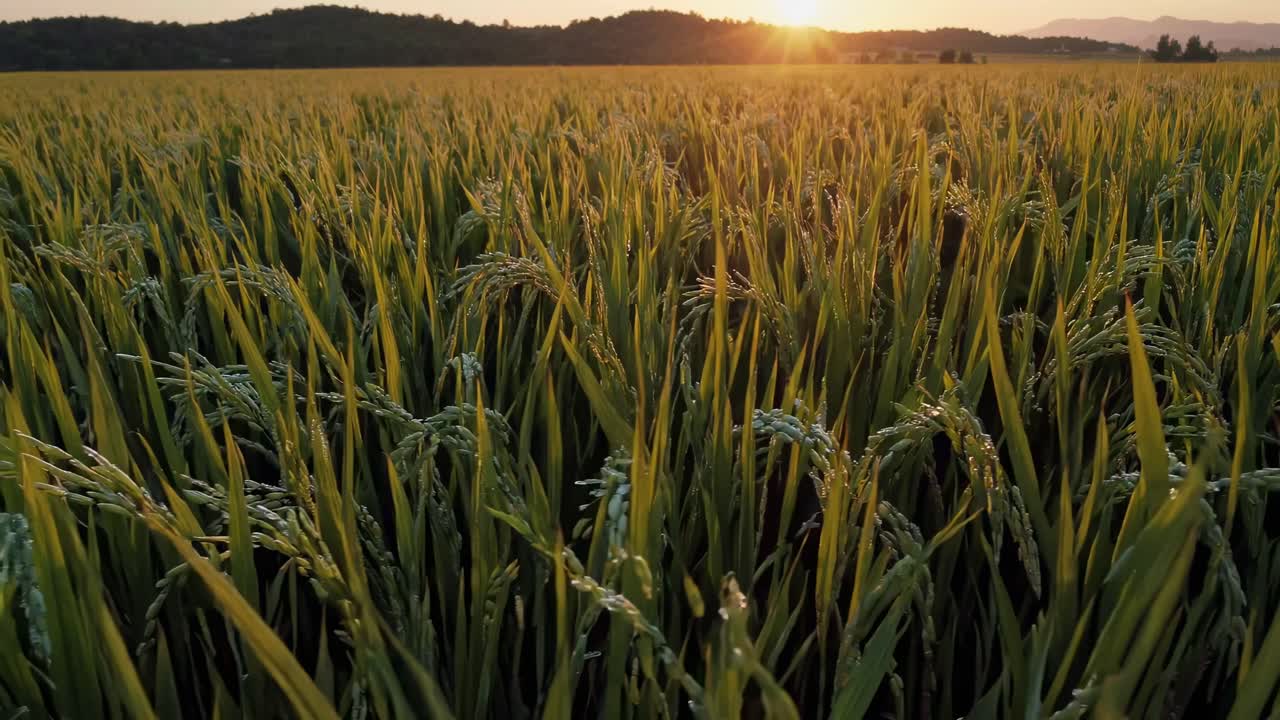 Low-angle video capturing a vast rice field at sunset, highlighting the lush green stalks and serene