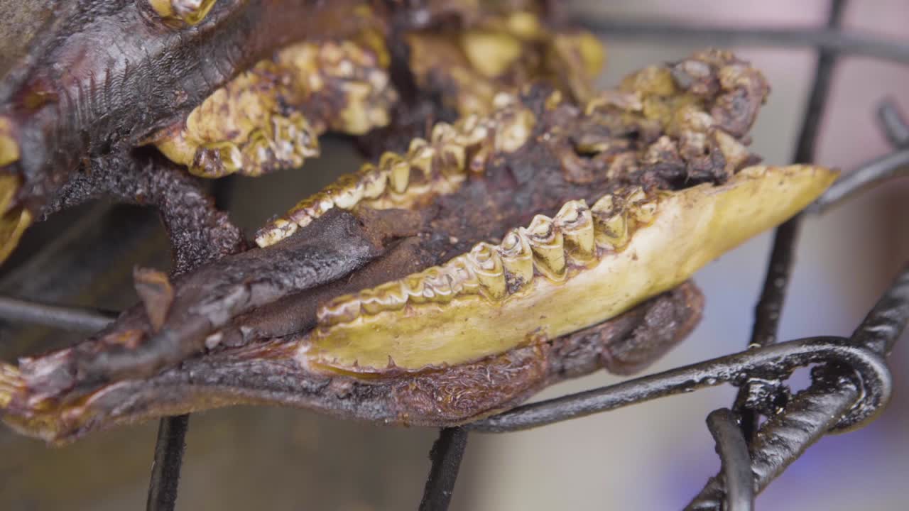 흡연 bushmeat 나이지리아 01