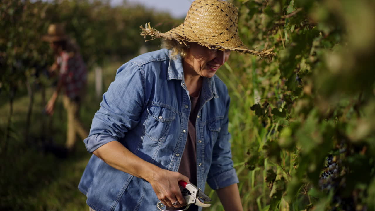 la cosecha de uvas en un viñedo