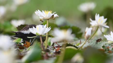 queen of wetland pheasant tailed jacana