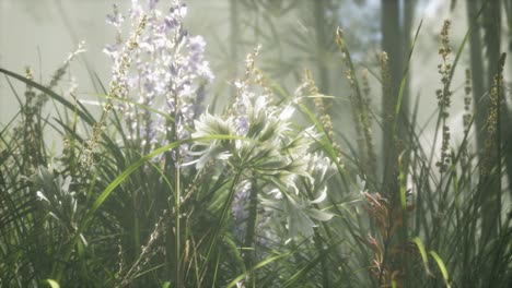 Grasblumenfeld-Mit-Sanftem-Sonnenlicht-Als-Hintergrund.