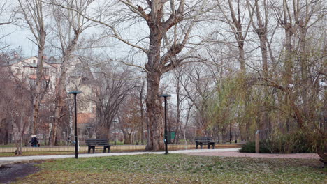 leafless autumn trees stand tall in peaceful urban park with scattered benches and walking paths, capturing seasonal stillness, public space charm, and calm environment ideal for rest and reflection