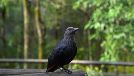 un estornino alado rojo parado en el pasamanos