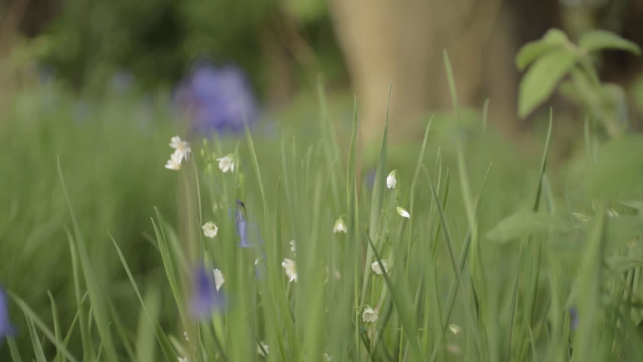 Wild blue and white flowers blossoming in woodland close up tilting shot