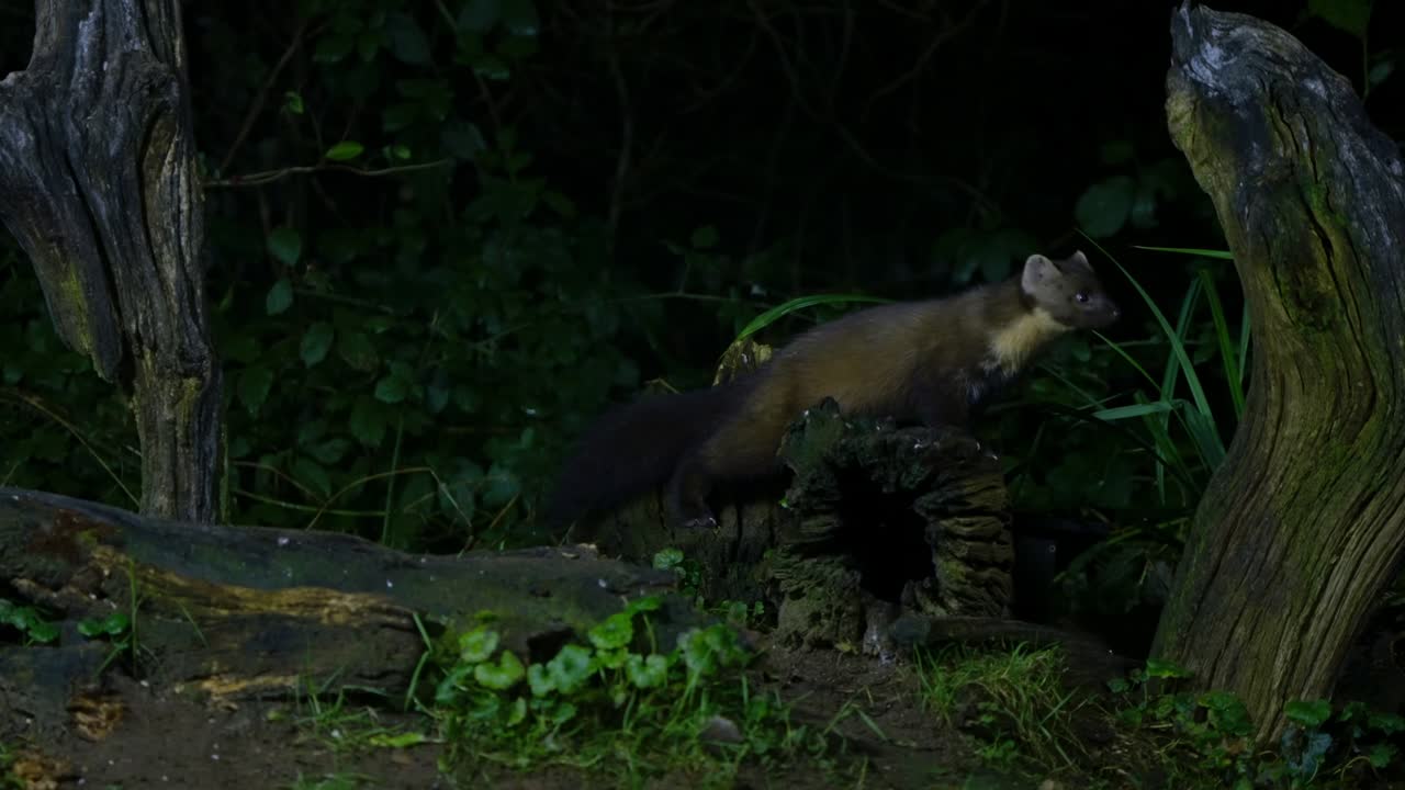 A pine marten resting in dense forest undergrowth in Drenthe, Netherlands