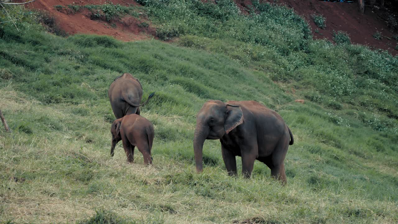 Elephants in a grassy field