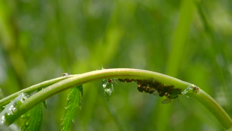 ants on a plant stem