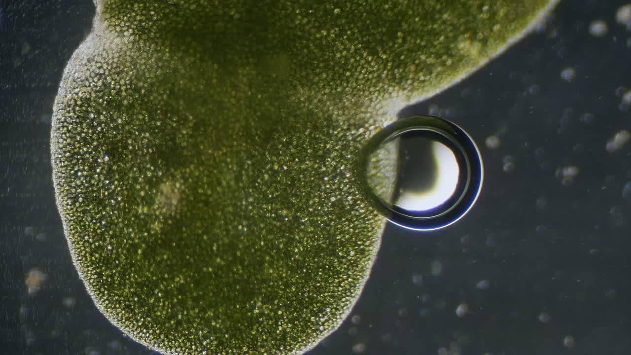 Common duckweed producing oxygen bubbles close up under microscope dark filed view