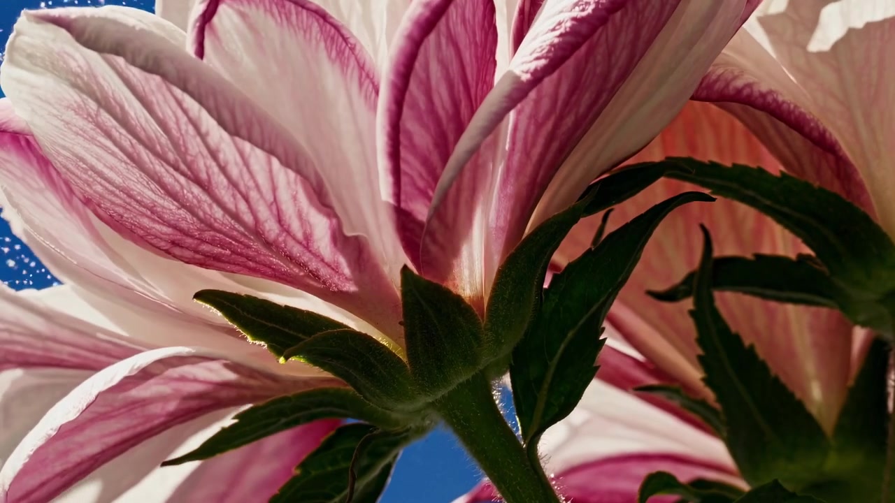 Nærbillede af lyserøde og hvide hibiscusblomster mod en klar blå himmel