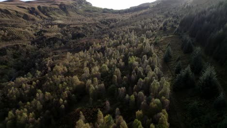 un dron vuela hacia atrás sobre un oscuro dosel forestal de abedules nativos en pleno color otoñal y una plantación de coníferas no nativas ubicada entre un paisaje montañoso