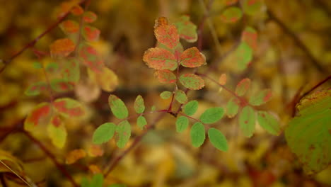 Herbstblätter-Bewegen-Sich-Mit-Sanften-Winden.-Nahaufnahme