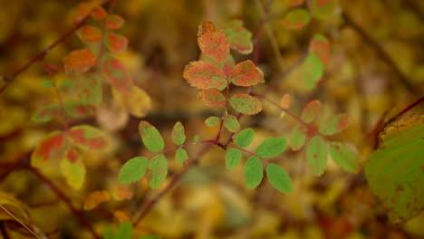 las hojas de otoño se mueven con los vientos suaves.