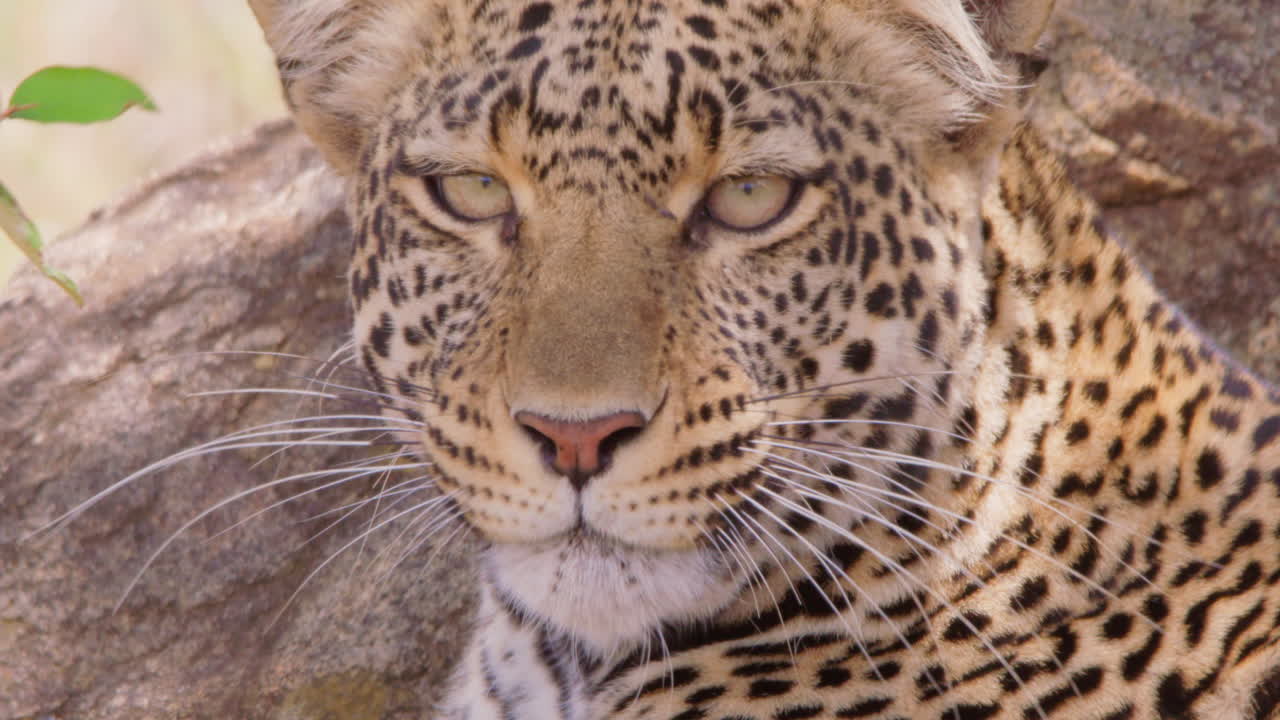 Öğlen savanada bir kayanın üzerinde yatan leopar.