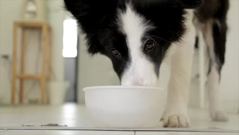 perro collie negro y blanco bebiendo de un tazón