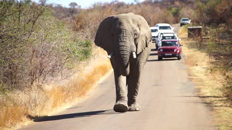 Elefante-Africano-Caminando-Por-Una-Carretera