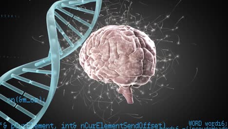 cerebro digital y hélice de adn